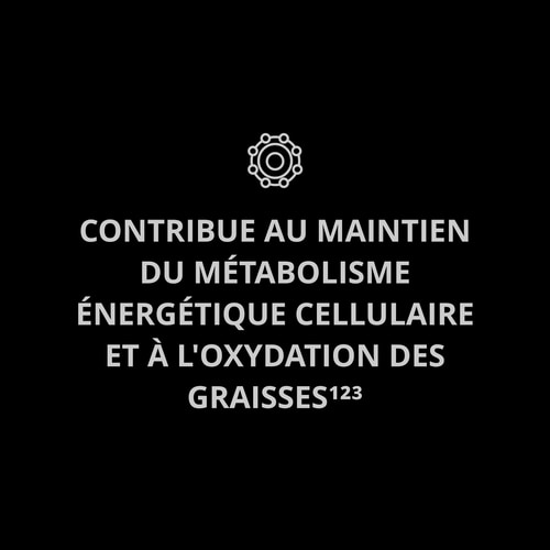 Acétyl-L-Carnitine 90 gélules (8)