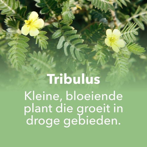 Tribulus Terrestris 1000mg 90 tabs (7)