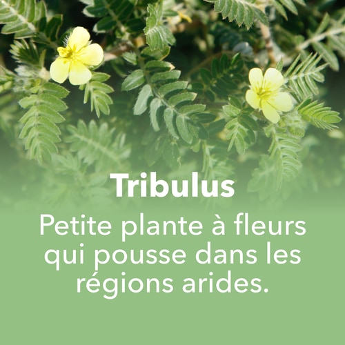 Tribulus Terrestris 1000mg 90 tabs (7)