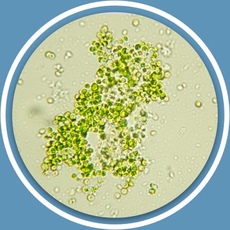 Prozis Organic Chlorella Powder Organic Chlorella Powder