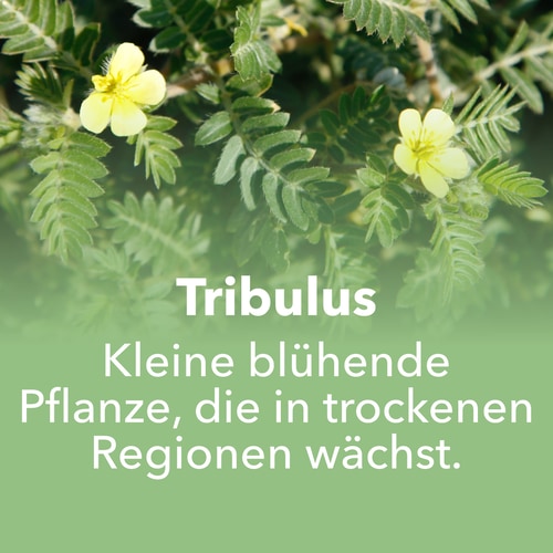 Tribulus Terrestris 1000mg 90 tabs (7)