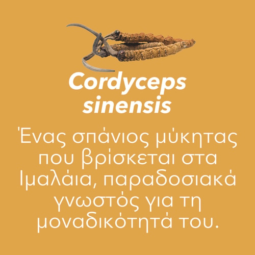 Cordyceps Sinensis 60 caps (7)