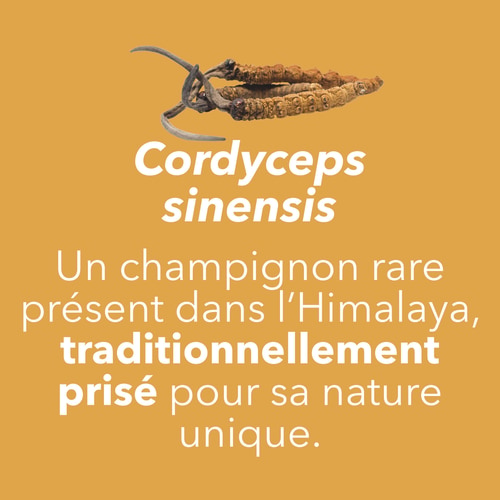 Cordyceps Sinensis 60 caps (7)