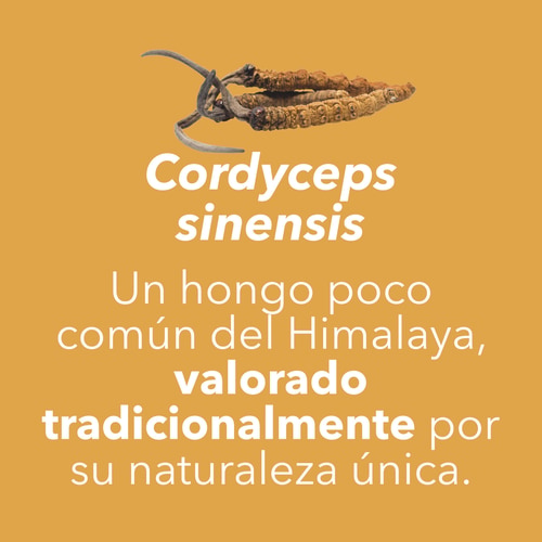 Cordyceps Sinensis 60 caps (7)