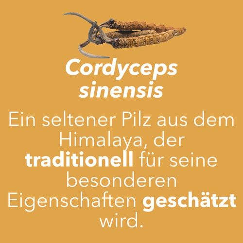 Cordyceps Sinensis 60 caps (7)