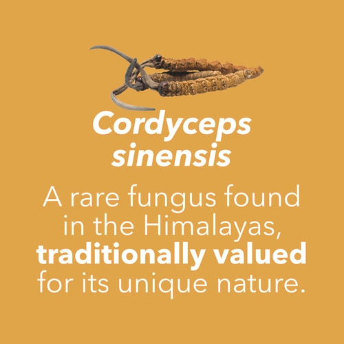 Cordyceps Sinensis 180 caps (7)