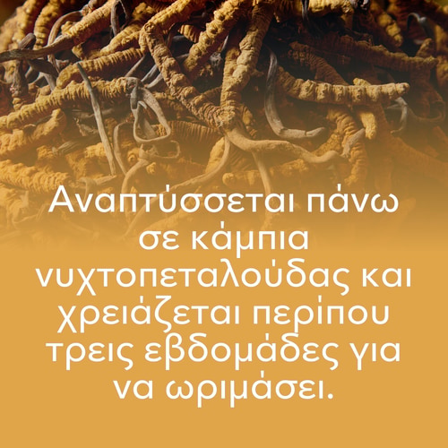 Cordyceps Sinensis 60 caps (8)