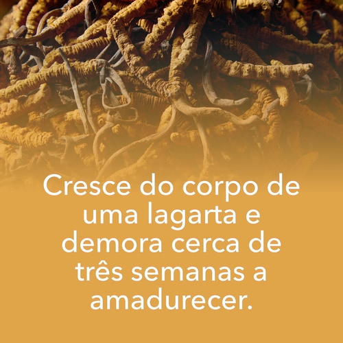 Cordyceps Sinensis 180 caps (8)