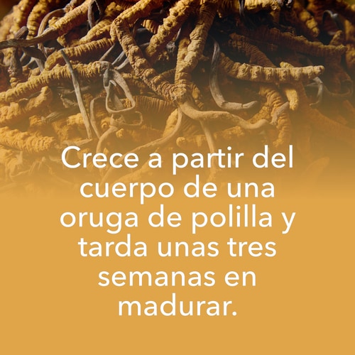 Cordyceps Sinensis 60 caps (8)