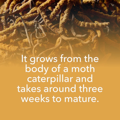 Cordyceps Sinensis 180 caps (8)