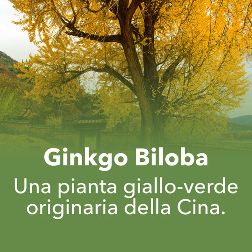 Ginkgo Biloba 90 caps (7)
