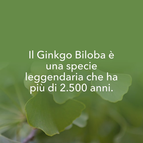 Ginkgo Biloba 90 caps (8)