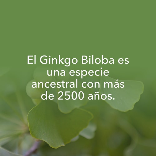 Ginkgo Biloba 90 caps (8)