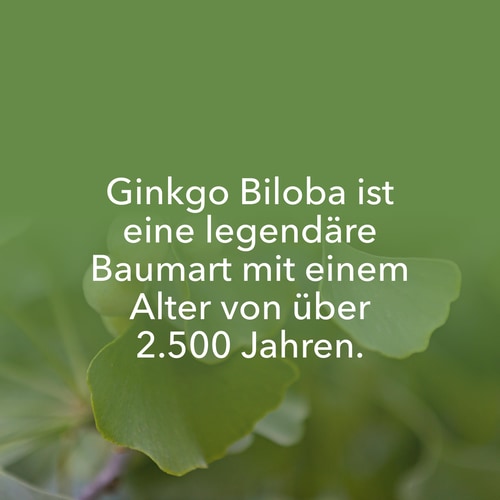 Ginkgo Biloba 90 caps (8)