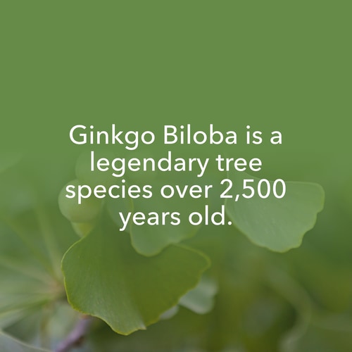 Ginkgo Biloba 90 caps (8)