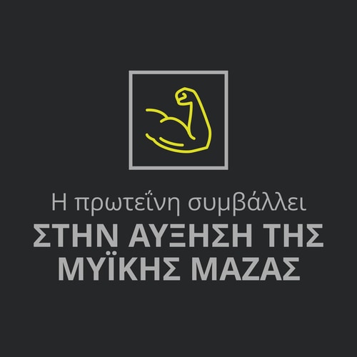 Whey Prime Protein Bar + Creatine Chocolate x 6 (8)