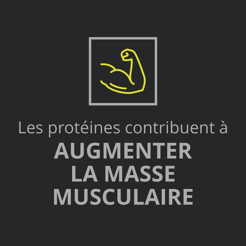 Whey Prime Protein Bar + Creatine Chocolate x 6 (8)