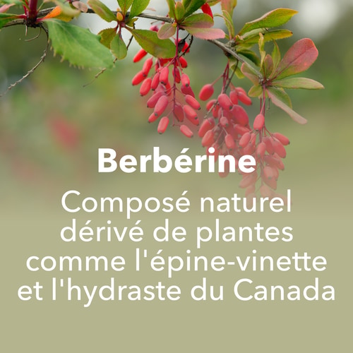 Berbérine 30 gélules végétaliennes (8)