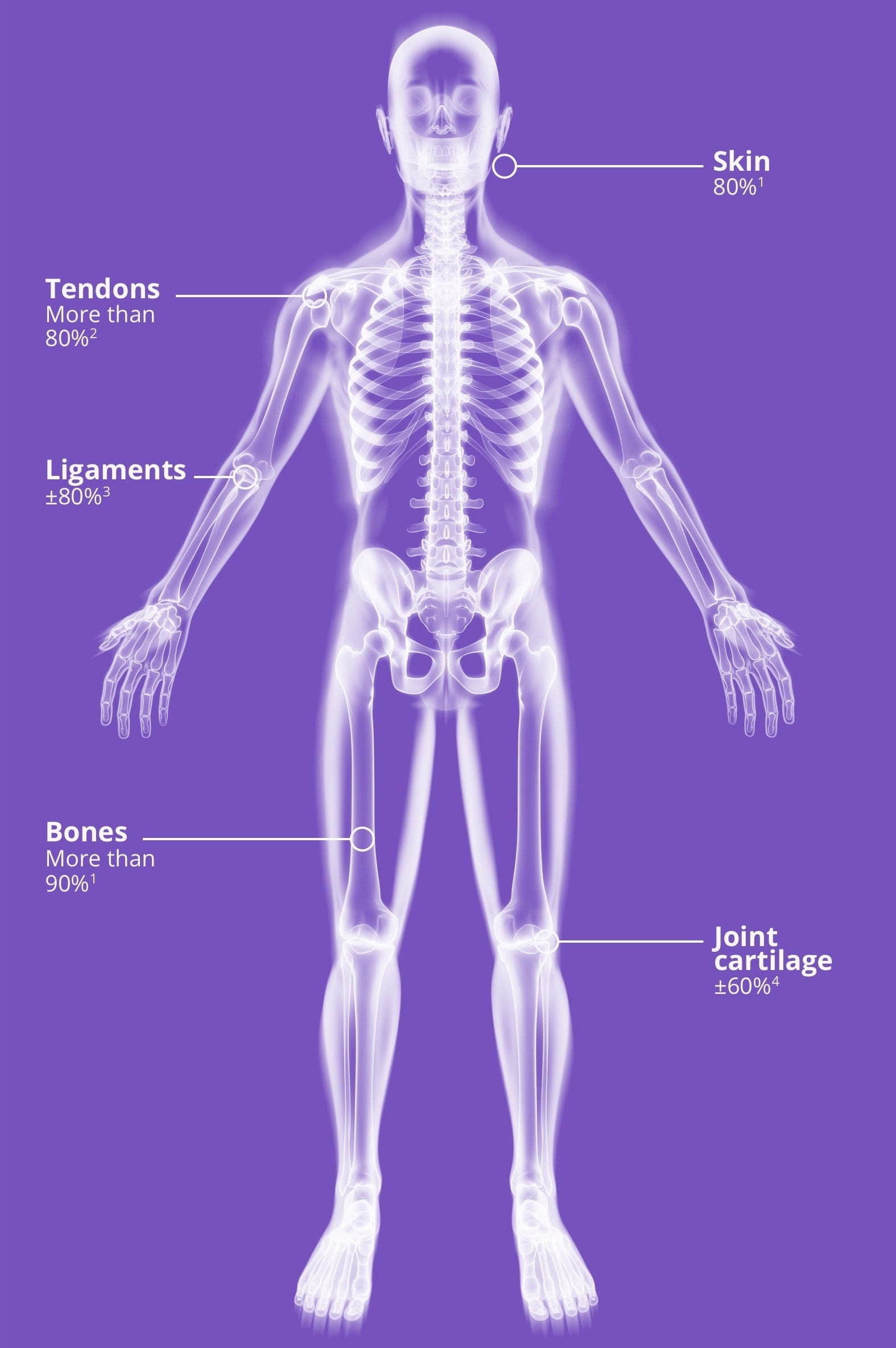 Marine Collagen + Magnesium