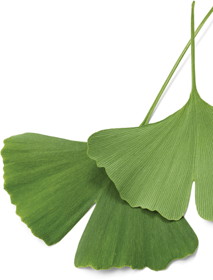 Гинкго двулопастный лист. Гинкго двулопастного листьев. Гинкго билоба листья. Гинкго билоба растение.