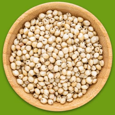 Sorghum
