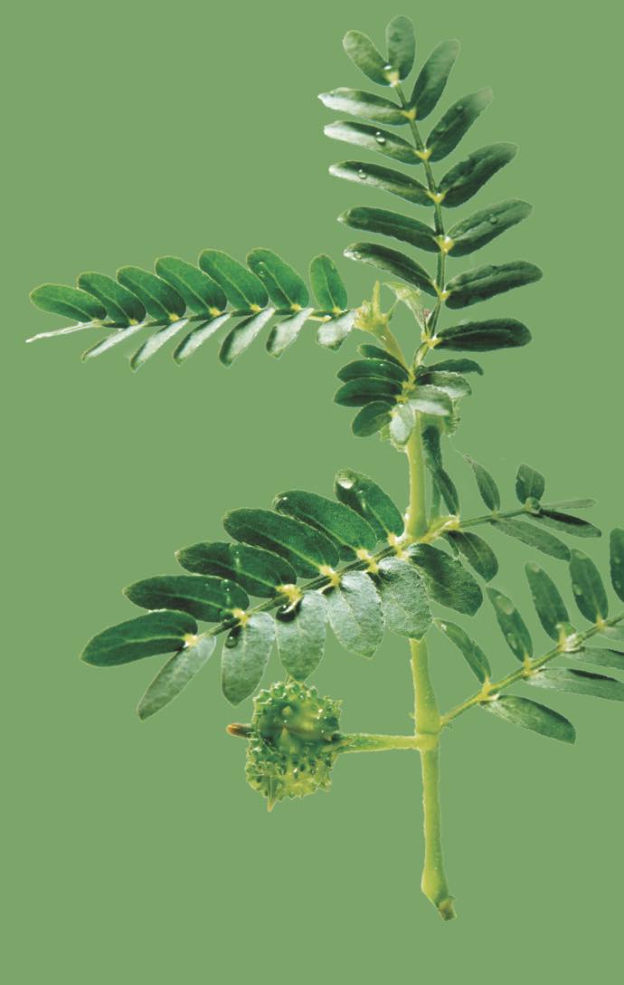 Tribulus Terrestris 1000mg Tribulus Terrestris 1000mg