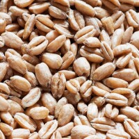 Whole Wheat