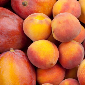Mangue-Pêche