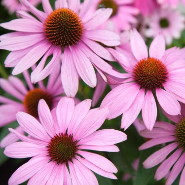 v1524315 prozis_echinacea-1500-mg-90-caps_5.webp