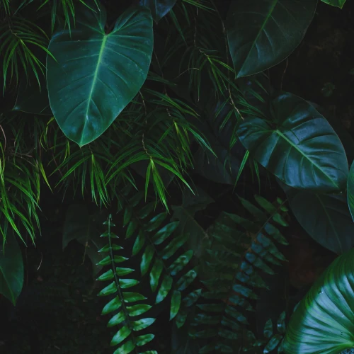 Anti-Haarausfall Shampoo 360 ml Fresh Bliss (2)