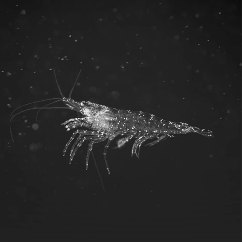 Krill Omega 3 90 softgels (5)