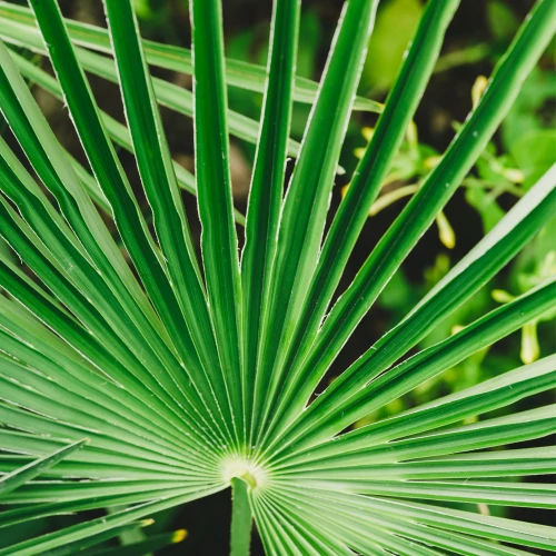 Saw Palmetto Extract 60 caps (3)