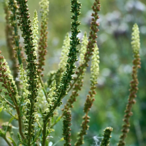Psyllium Husk 1000 mg 60 veg caps (3)