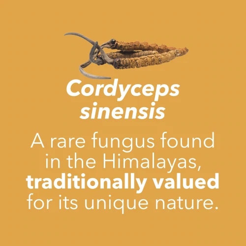 Cordyceps Sinensis 60 caps (7)