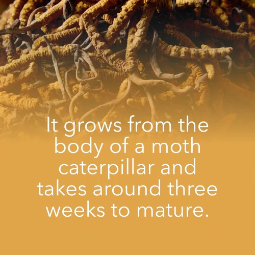 Cordyceps Sinensis 180 caps (8)