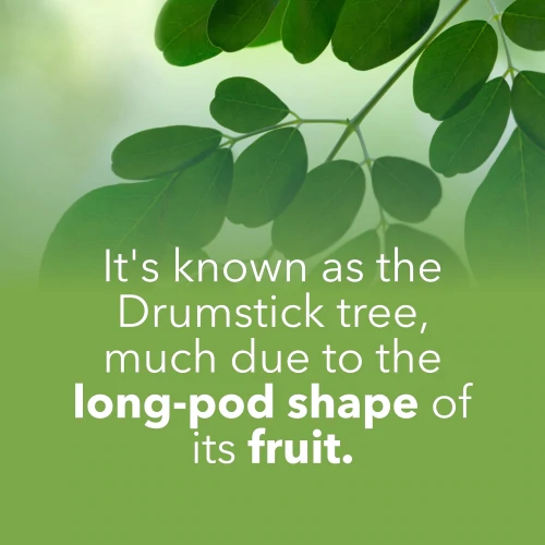 Moringa Oleifera 90 caps (8)