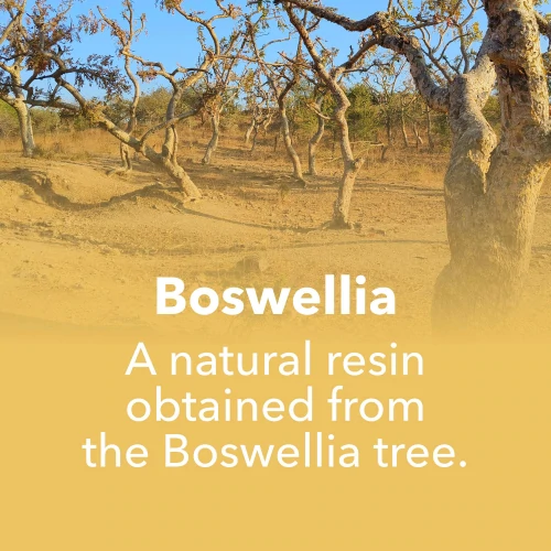Boswellia Extract 250mg 90 caps (7)
