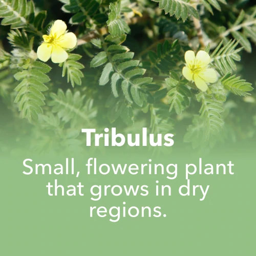 Tribulus Terrestris 1000mg 90 tabs (7)